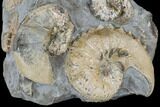 Fossil Ammonite Cluster - South Dakota #115077-1